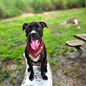 Enzo, Mixed Breed (Medium), adult, available for adoption