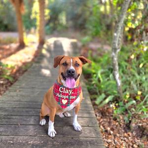 A tan and white dog with a red bandana that says "Clay. Adopt me" is sitting on a wooden path in a forest.