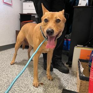 Divine, Mixed Breed (Medium), adult, available for adoption