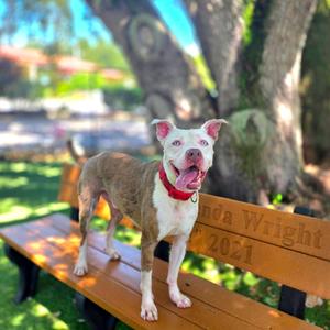 Apollo, Mixed Breed (Large), adult, available for adoption