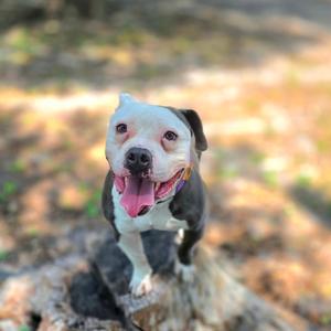 Blue, Mixed Breed (Medium), adult, available for adoption