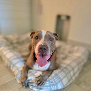 A brown and white pitbull dog with its tongue hanging out, lying on a dog bed.