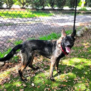 Cooper, Shepherd, German, adult, available for adoption