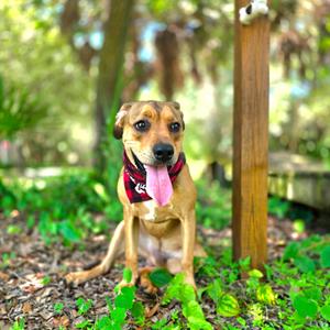 Bolt, Mixed Breed (Medium), adult, available for adoption