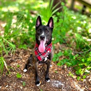 Blaze, Husky, adult, available for adoption