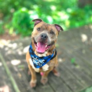 Bruce Wayne, Mixed Breed (Large), adult, available for adoption