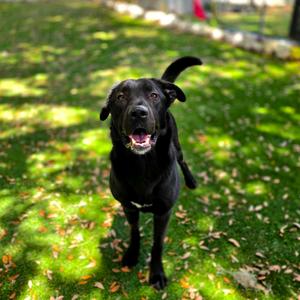 Chevy, Shepherd, adult, available for adoption