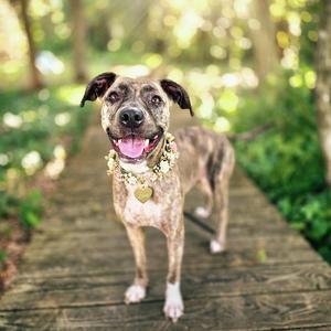 A brindle dog with a white chest and paws stands on a wooden path in a forest. The dog is wearing a floral collar and has its mouth open, appearing happy. The background is a blur of green foliage and sunlight.