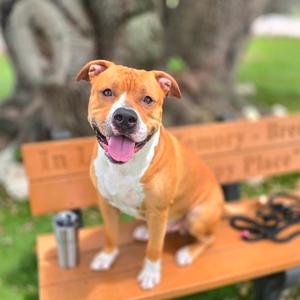 Ace, Mixed Breed (Large), adult, available for adoption