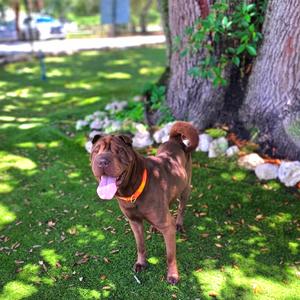 Bear, Pei, Shar, adult, available for adoption