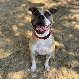 Cowboy, Mixed Breed (Large), adult, available for adoption