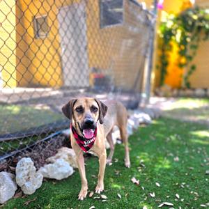 Apple Jack, Mixed Breed (Medium), adult, available for adoption