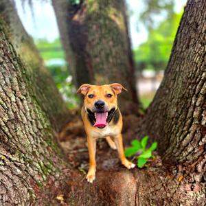Dart, Mixed Breed (Medium), adult, available for adoption