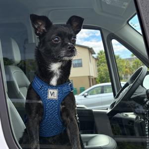Blakey, Chihuahua, adult, available for adoption