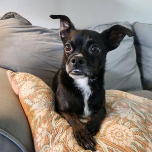 Blakey, Chihuahua, adult, available for adoption