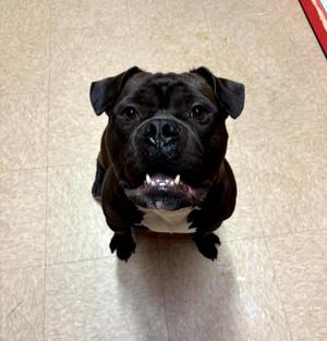 86 Mauii, English Bulldog / Pit Bull Terrier, adult, available for adoption