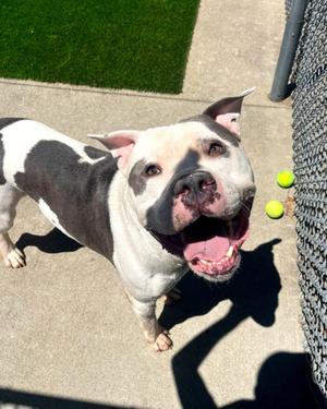 84 Moo, Pit Bull Terrier / American Bulldog, adult, available for adoption