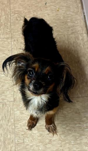 130, Papillon / Chihuahua, adult, available for adoption