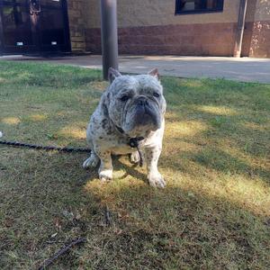 126, English Bulldog, adult, available for adoption