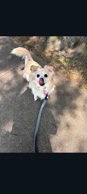 97 Rosie, Chihuahua, adult, available for adoption