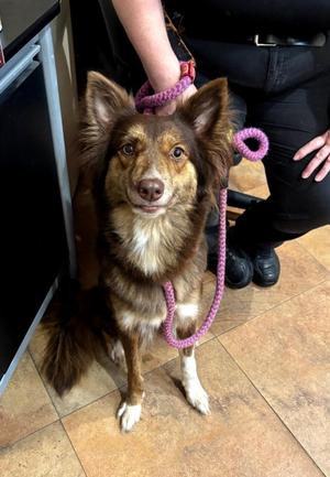 132, Australian Shepherd, adult, available for adoption