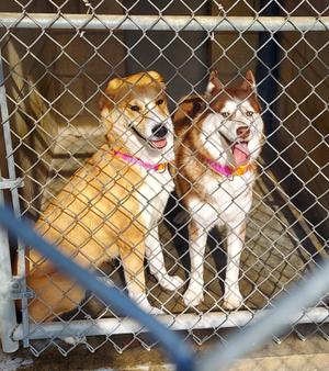114, 115, Siberian Husky, adult, available for adoption