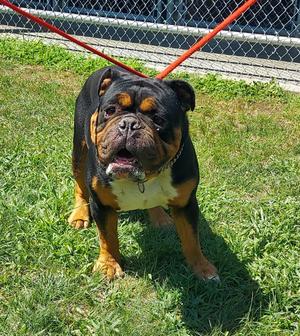 110, English Bulldog, adult, available for adoption