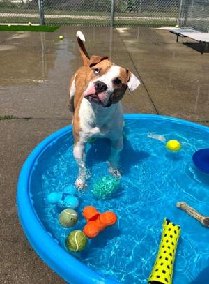 135 Bentley, Pit Bull Terrier, young, available for adoption