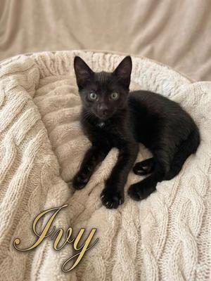 Ivy, kitten, available for adoption