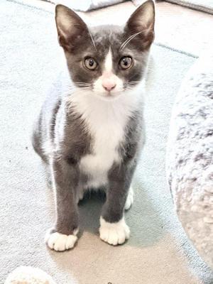 Leia, kitten, available for adoption
