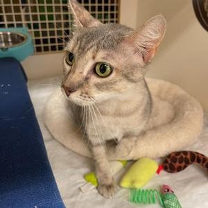 Sarah, young, available for adoption