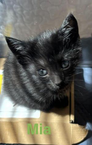Mia, kitten, available for adoption