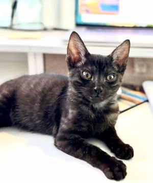 Poe, kitten, available for adoption