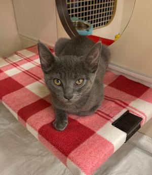 Phoebe Deupree, kitten, available for adoption