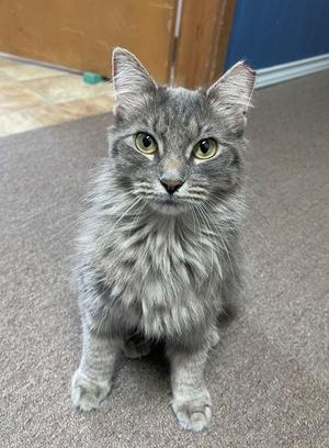 Arianna, young, available for adoption