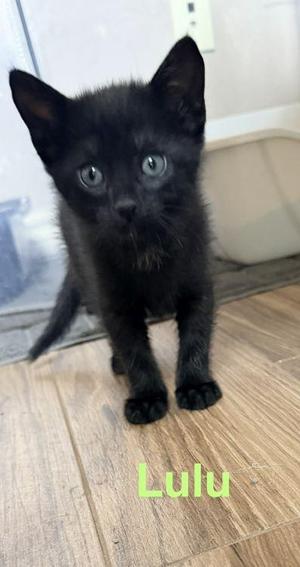 Lulu, kitten, available for adoption
