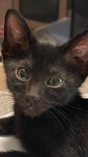 Kaluha, kitten, available for adoption