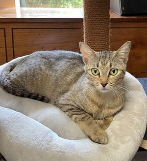 Libby, young, available for adoption