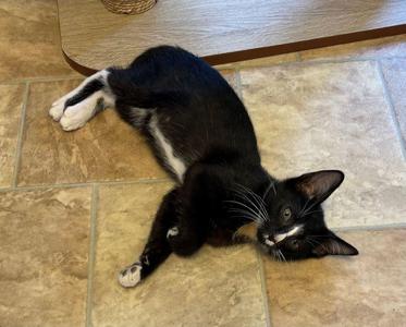 Joey, kitten, available for adoption