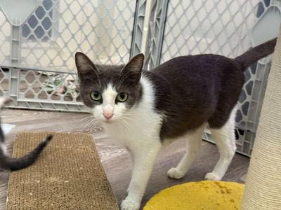Joyce, young, available for adoption