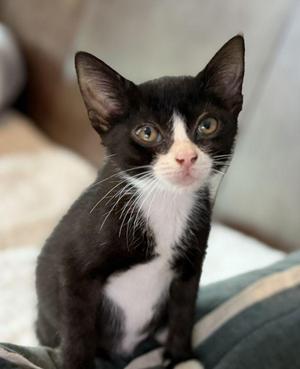 Rey, kitten, available for adoption