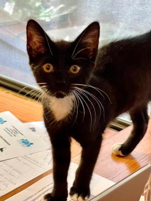 Ryan, kitten, available for adoption