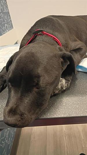 ALEXANDER, Labrador Retriever, young, available for adoption