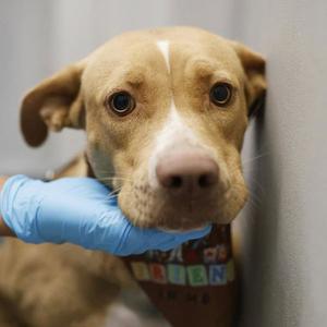 BEANS MAGOO, American Staffordshire Terrier, adult, available for adoption