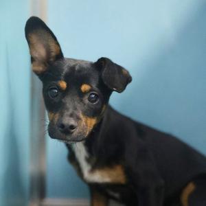 ADRIAN, Chihuahua, adult, available for adoption
