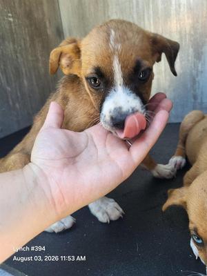 AANG, Husky, puppy, available for adoption