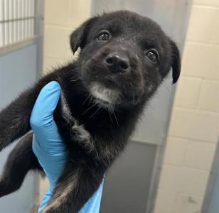ASIAGO, Husky, puppy, available for adoption