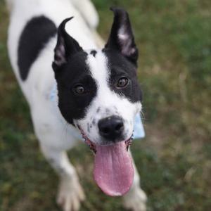 AGGY, Terrier, young, available for adoption
