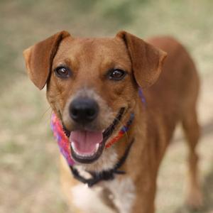 APOLLO, Hound, young, available for adoption