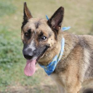 ASTRA, German Shepherd Dog, adult, available for adoption